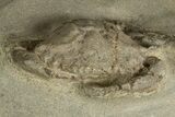 Eocene Fossil Crab (Megakos) - Washington State #338081-2